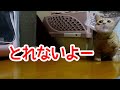 猫のポン去勢　後ずさりが止まらず可愛いんです　エリザベスカラーが邪魔で舐めれず回転しちゃいますw【短足マンチカンのポン】