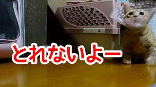 猫のポン去勢　後ずさりが止まらず可愛いんです　エリザベスカラーが邪魔で舐めれず回転しちゃいますw【短足マンチカンのポン】