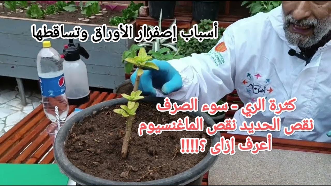 الحلول السحرية للقضاء على اصفرار أوراق النباتات ( الأسباب وطرق العلاج )