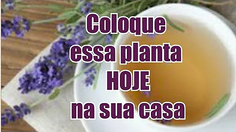 Como se faz chá de lavanda?