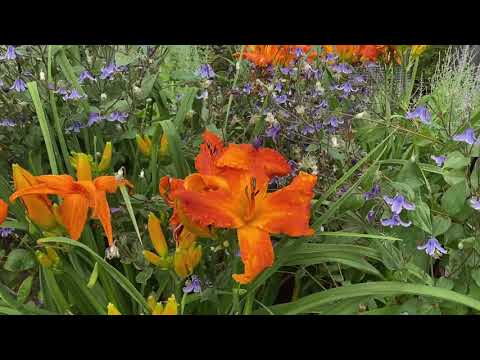 Purple And Orange Perennial Garden