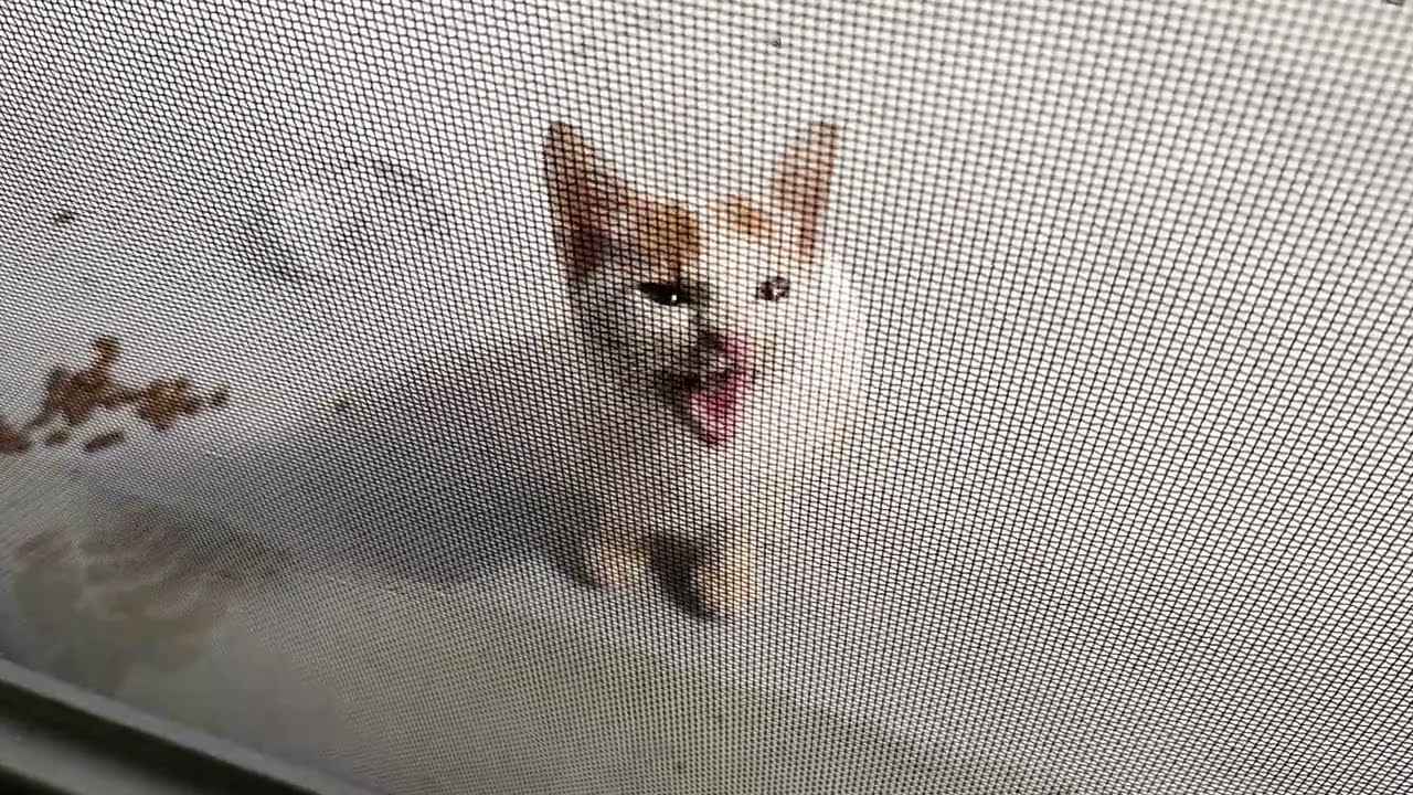 まごまごする子猫