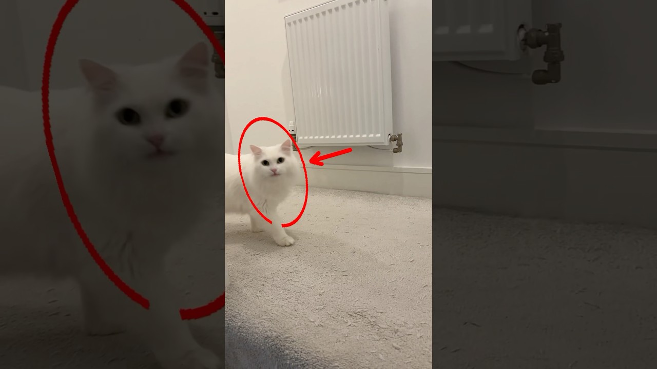 Ever Heard a Cat Roar Like This? 🔥🐱