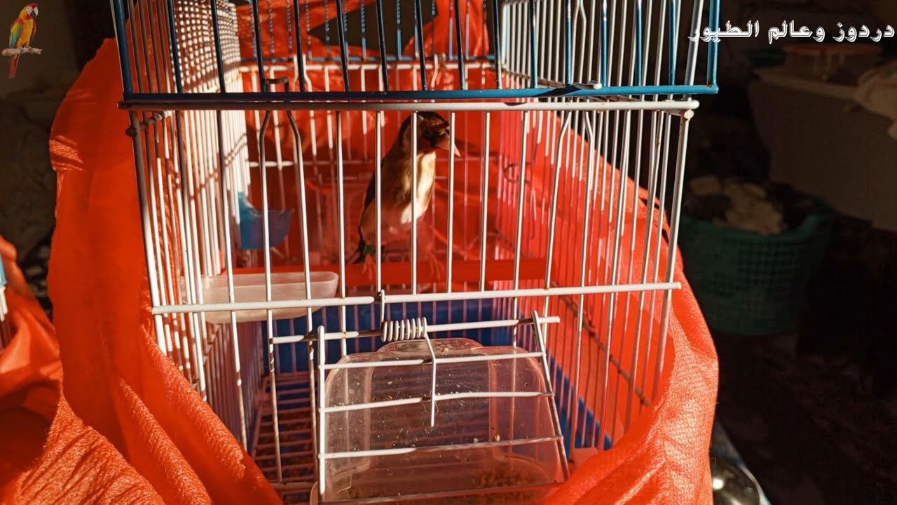 تشميشة رائعة مع طيور الحسون اسمع واستمتع لطائر الحسون الجميل