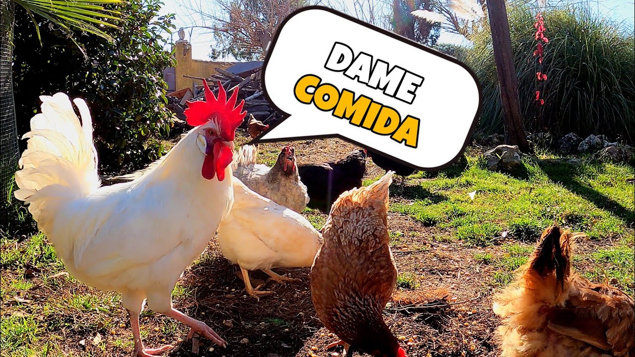 Así es la vida de una gallina 🐓 24 horas en el gallinero.