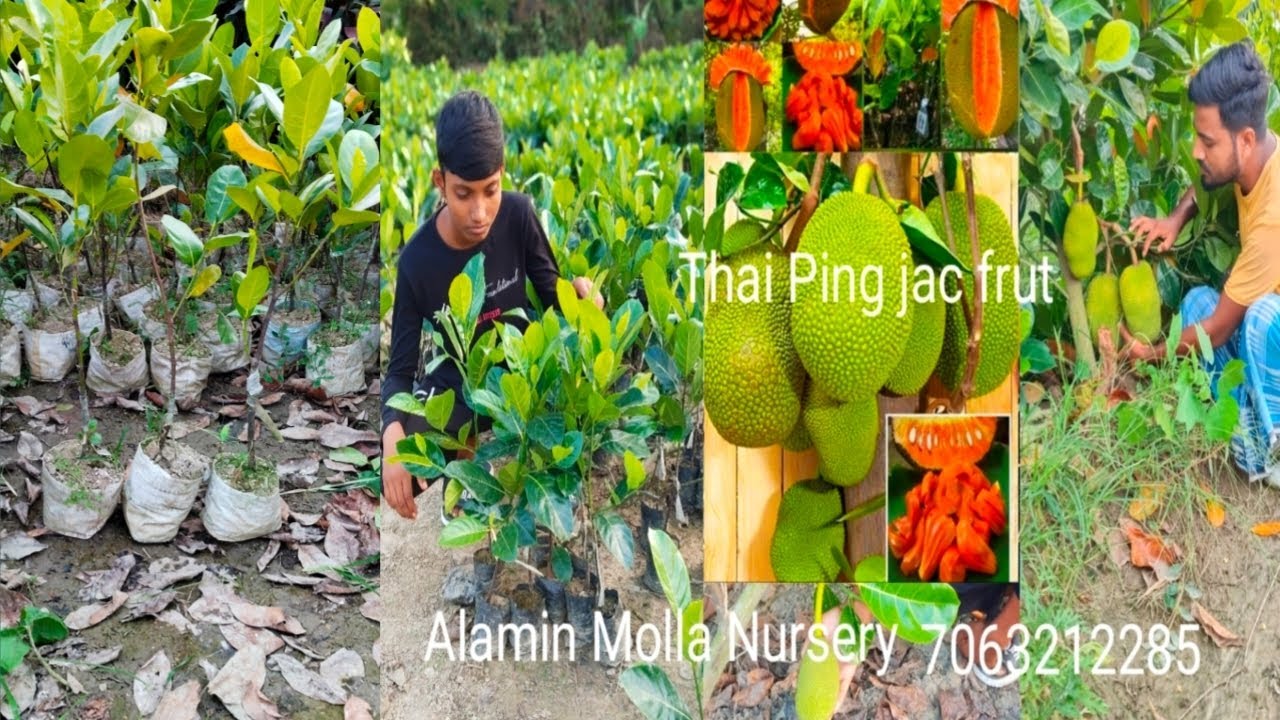Thai pink jac frut Alamin Molla Nursery west bengal kolkata north 24 cantact 7063212285