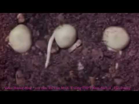 Video Xem phim về Hướng động ở Thực vật - youtube