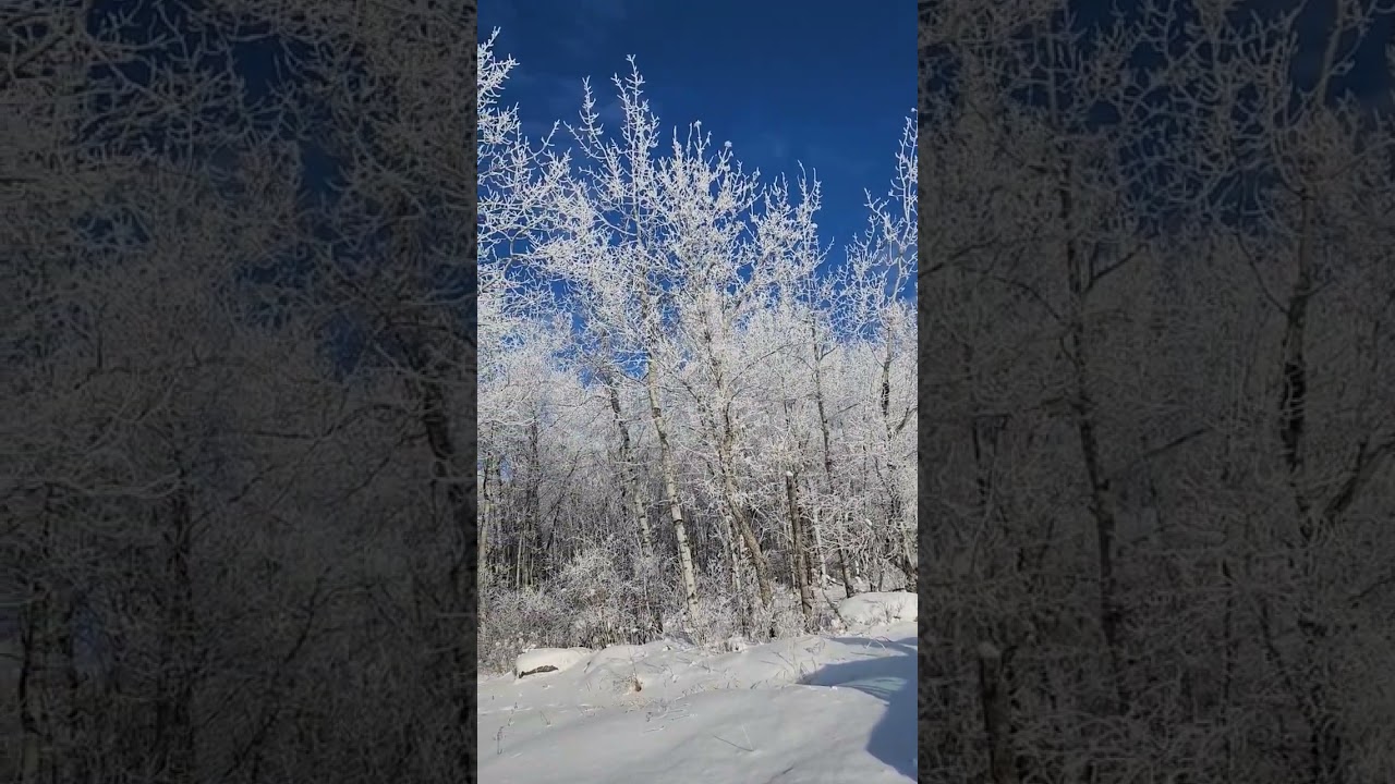 Stunning frosty trees!!