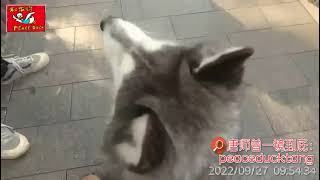 20220927唐师曾：前海邂逅中戏，戏精挎仨大M