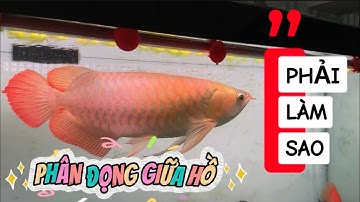 Phân cá ĐỌNG GIỮA HỒ, không hút xuống lọc được thì anh em phải làm sao ?