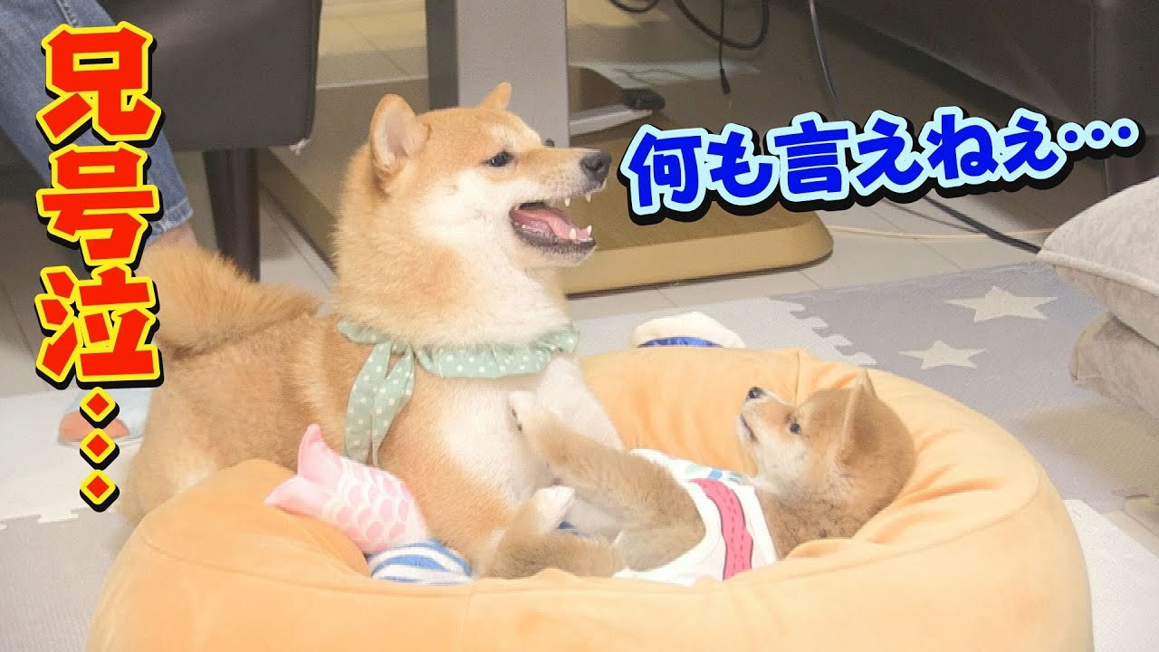 Defeated by a puppy The resident dog is incredibly weak at