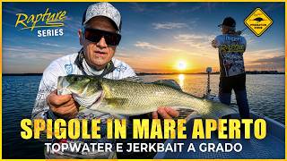 COME CATTURARE LE SPIGOLE A GRADO, TOPWATER E JERKBAIT | Predator Zone 2026