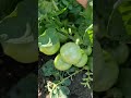 помидоры для ленивых дачников