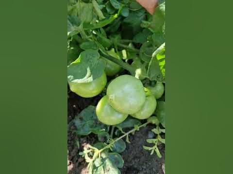 помидоры для ленивых дачников - YouTube