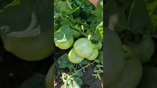 помидоры для ленивых дачников