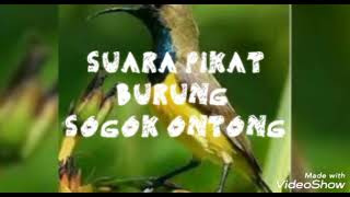 suara pikat BURUNG sogok ontong joss
