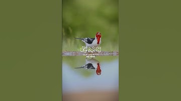 ربنا عليك توكلنا _ محمد صديق المنشاوي || سورة الممتحنه