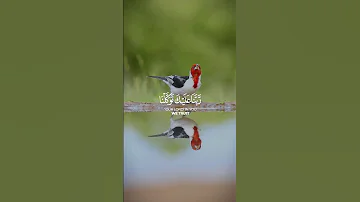 ربنا عليك توكلنا محمد صديق المنشاوي سورة الممتحنه 