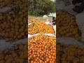 Picking Oranges From Tree To Sack #harvest #fruit #garden