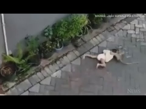 Caught on camera: Bike-riding monkey grabs toddler in Indonesia Caught on camera: Bike-riding monkey grabs toddler in Indonesia