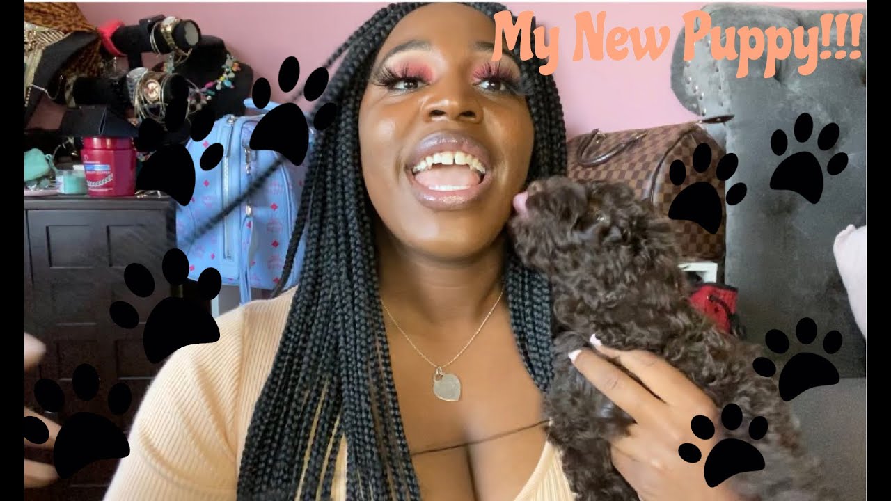 Meet my New Puppy: Tips for first time dog owners!