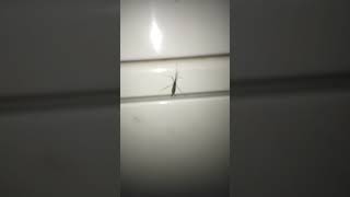 Penampakan nyamuk terbesar didunia #shortsfeed #shortsviral #shorts #nyamuk