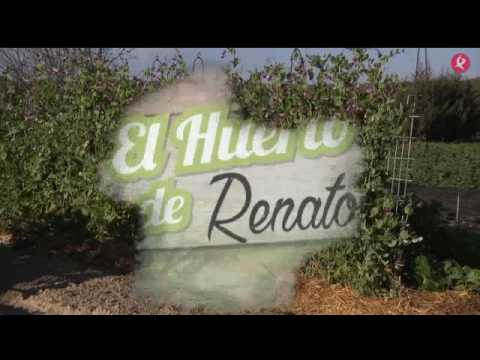 Video: Zona 9 Plantas de lavanda: elegir lavanda para los jardines de la Zona 9