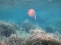 Leuchtqualle/Pelagia noctiluca/ Laconella Isola d`Elba/ Canon Powershot D10