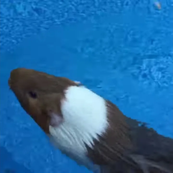 Guinea pig swimming