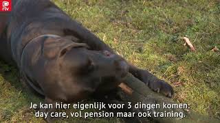 Putte Heeft Nu Ook Een Eerste Erkende Hondenopvang