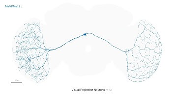 One selected neuron per cell type in the visual system catalog of Drosophila