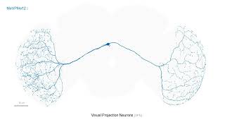 One selected neuron per cell type in the visual system catalog of Drosophila Net Worth