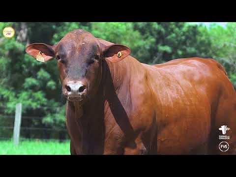 LOTE 14 - ZT 6761 - TOURO