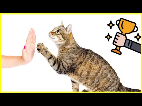 Video: Katzentraining: Wie Sie Ihrer Katze das Sprechen beibringen
