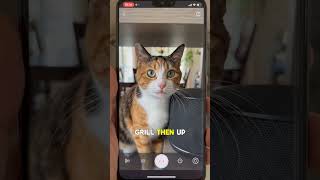 The Camera Caught My Cat Tapping The Speaker#PetCameraStory #CatStory #PetMystery #PetCam #AnimalS