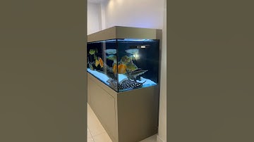 Oscar fish tank setup #chiclids #fishtank #clownfish #fish