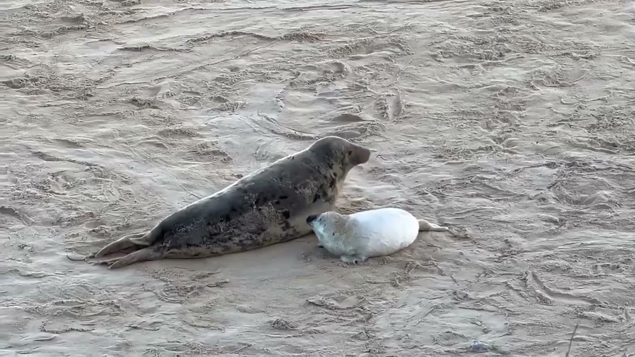 Seals in Hemsby beach