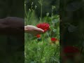 Endukante nenu natural beauty #viral #telugu #trending #funny #nature