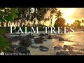 Palm trees 4k Music For Sleep