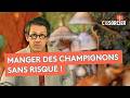 Comment reconnaître les champignons comestibles ? - C'est pas sorcier