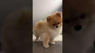 Cute dog compilation #everyone #foryou #forkids #dog #fyppppppppppppppppppppppp