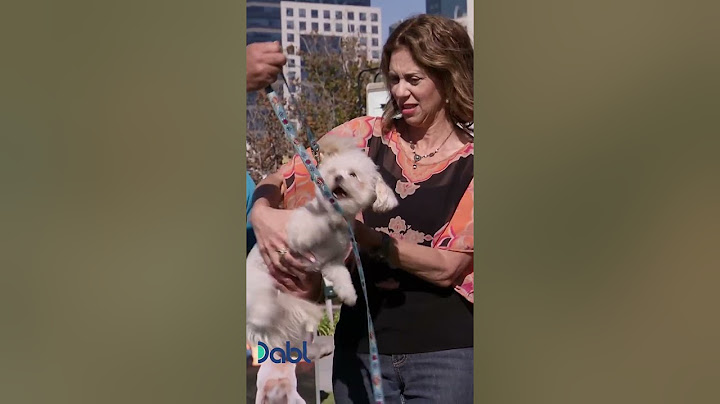 Cesar Millan Takes On Tiny Aggressive Dog! #shorts