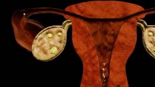 Анимация зачатия и развития эмбриона