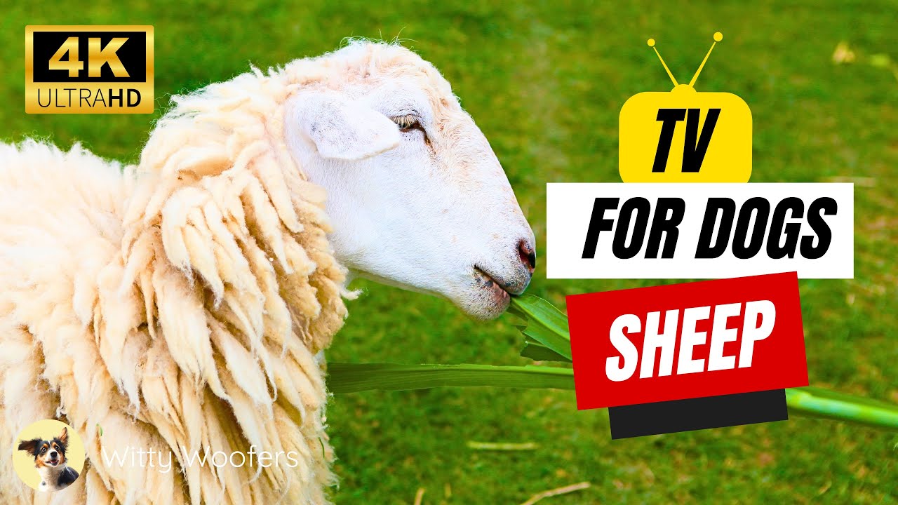 Explore Nature TV & Sheep Videos for Your Dog on Witty Woofers 🐑