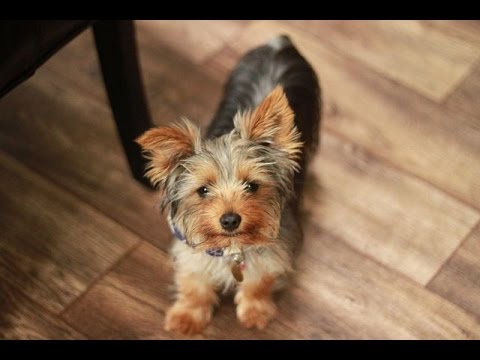 Vídeo de perros Yorkshire Terrier TOY - YouTube