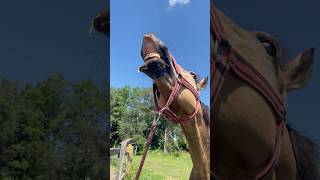 Horse is hot😝 #funnyhorse #funnyhorsevideos #horsevideos #horsevideo #horseshorts #pferd #equines