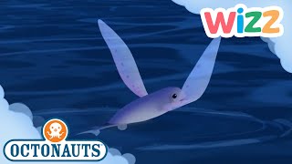 @Octonauts - Flying Fish Formations | Full Episode | Cartoons for Kids | @Wizz