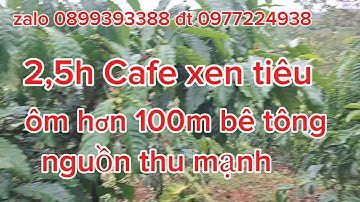 2,5h Cafe xen tiêu, thu mạnh, ôm 100m bê tông, giá rẻ 