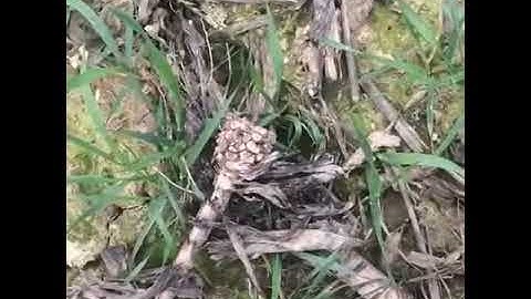 Un champ de blé semé en direct après une culture de maïs à l’automne