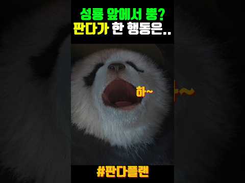 판다애개 선택받은 남자, 성룡